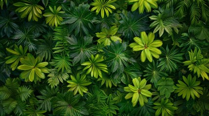 A dense cluster of tropical leaves seen from an aerial view, creating an abstract green carpet-like pattern.
