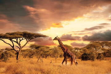 Maasai Giraffe (Giraffa tippelskirchi) and Umbrella Tree in Serengeti National Park, Tanzania,  Africa © Marc Stephan