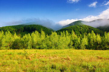 Fototapeta premium mountainous countryside scenery of ukraine in summer. landscape of carpathian mountains under blue sky with clouds and fog in morning light. forest behind the grassy meadow. rural tourism background