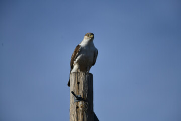 Hawk Perched Top Telephone Pole