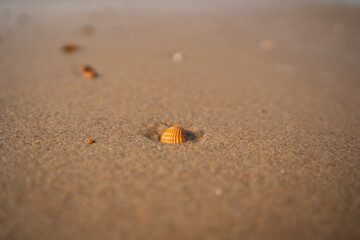 seashells on a sandy beach