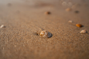 seashells on a sandy beach
