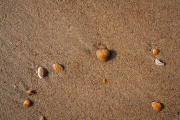 seashells on a sandy beach
