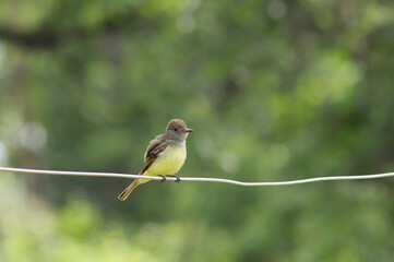 a bird on a wire