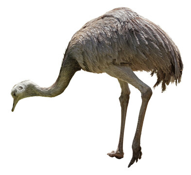 &Eacute;meu d&rsquo;Australie,dromaius novaehollandiae,