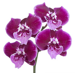 Fleurs d'orchidée phalaenopsis	