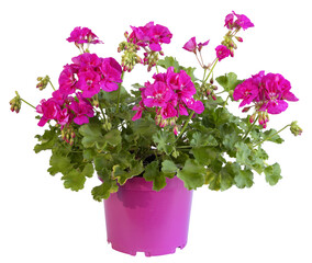 Géranium zonale rose