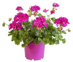 Géranium zonale rose