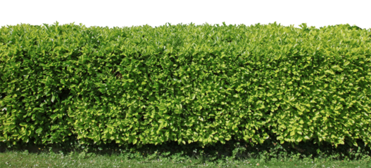 Haie de laurier palme	