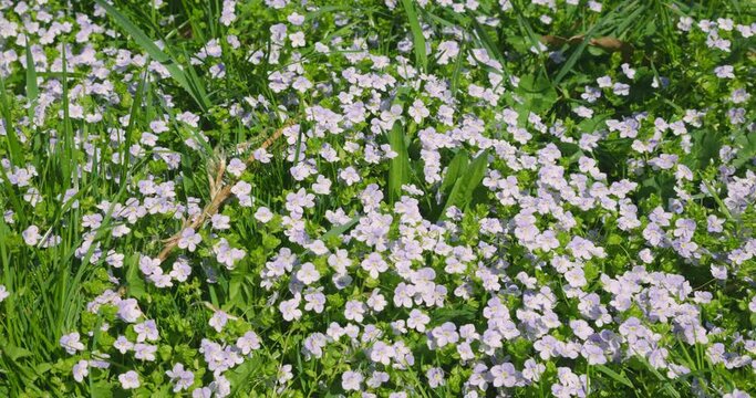 Spring meadow with Veronica persica flowers.