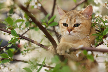 Cute cat among blossoming spring tree branches outdoors