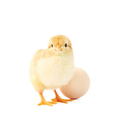 Cute chick and egg isolated on white. Baby animal