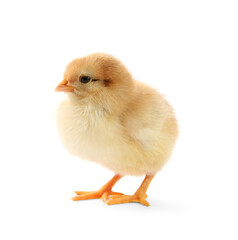 One cute chick isolated on white. Baby animal