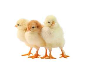 Cute chicks isolated on white. Baby animals