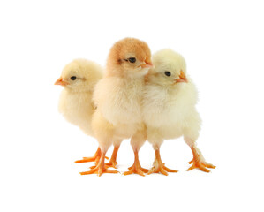 Cute chicks isolated on white. Baby animals