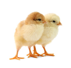 Obraz premium Cute chicks isolated on white. Baby animals