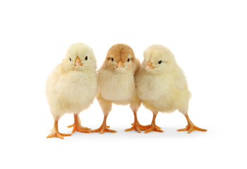 Cute chicks isolated on white. Baby animals