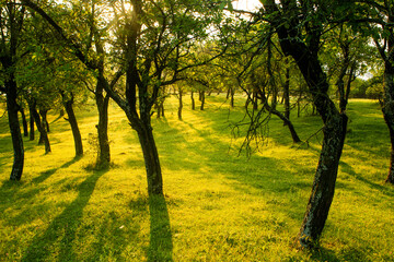 Photo with landscape and beautiful green nature in the Republic of Moldova, a small friendly country in Eastern Europe.