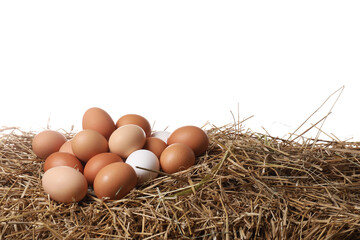 Fresh chicken eggs on dried straw against white background