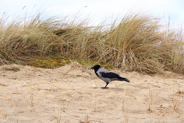 lonely crow eating bred at the beach