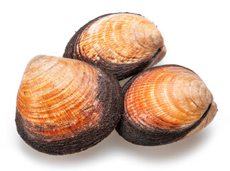 Edible raw hard clams isolated on white background. Delicacy food.