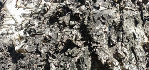 A close-up of the wood surface of a birch tree trunk highlighting the complex textures and patterns of natural, mature wood.