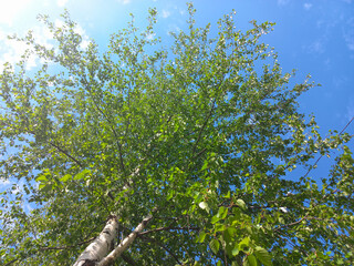 Fototapeta premium A lush green tree against a clear blue sky, highlighting the beauty and tranquility of nature.