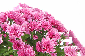 Gros plan de chrysanthème rose	