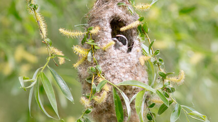 bee on a tree