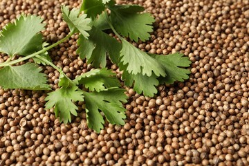 Dried coriander seeds and green leaves, top view