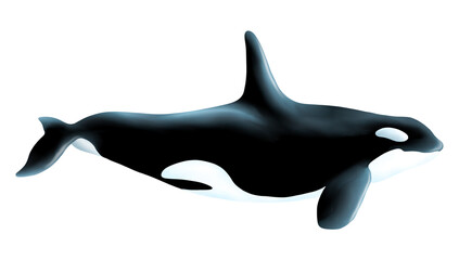 Hand drawn Watercolor whale, isolated on transparent background.