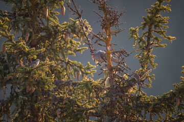 A cuckoo is perching on a spruce at a sunny spring morning on the mountains. A water pipit, anthus spinoletta, attacks him.