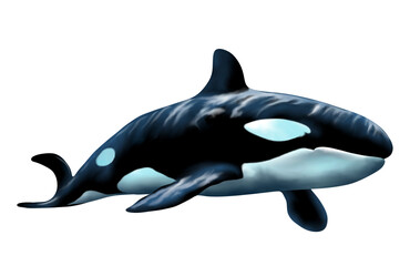 Obraz premium Hand drawn Watercolor whale, isolated on transparent background.