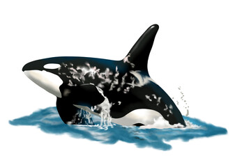 Obraz premium Hand drawn Watercolor whale, isolated on transparent background.