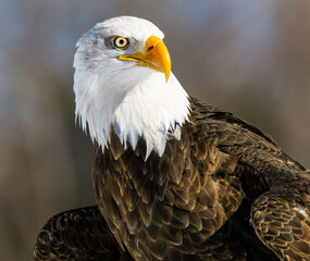 A portrait of an American Bald Eagle
