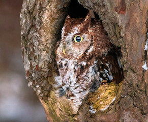 Western Screech Owl looking out of a tree hole