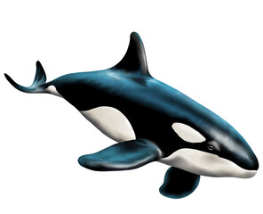 Fototapeta premium Hand drawn Watercolor whale, isolated on transparent background.