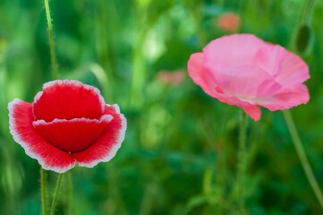 Obraz premium Red and pink poppy flowers with a green blurred background, selective focus.