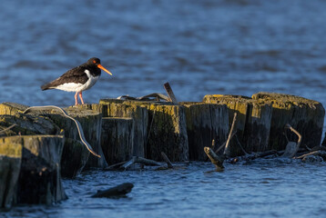 Beccaccia di mare al tramonto appoggiata