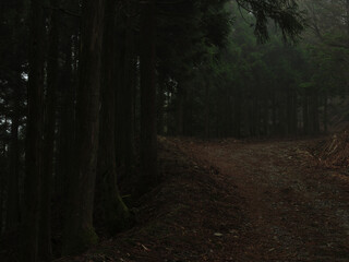 Fototapeta premium 薄暗い林道