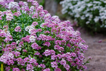 Fototapeta premium Pink flowers of the evergreen candytuft. Iberis sempervirens sort Climax. Pink flowers in rock garden