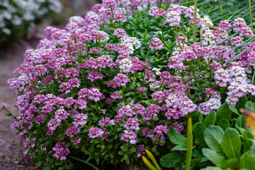 Pink flowers of the evergreen candytuft. Iberis sempervirens sort Climax. Pink flowers in rock garden