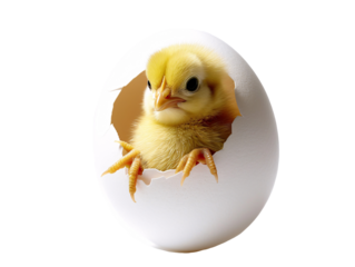 a chick coming out of an egg