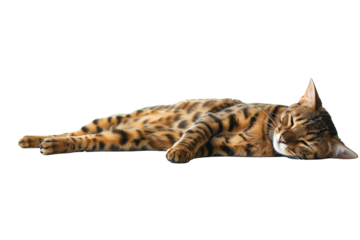 a cat lying on the floor