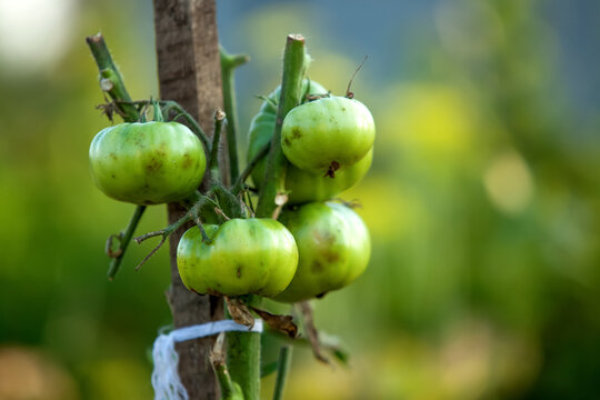 Close up of green tomato plant with black spots, showing signs of phytophthora disease. Green tomato plant close  up. Blurred background