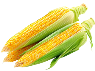 a close up of corn on the cob