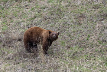 Black Bear in Yellowstone National Park Wyoming in Springtime