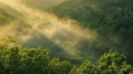 ethereal morning mist rising from a lush green escarpment with golden sunlight filtering through the foliage nature photography
