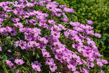 Obraz premium Geranium cinereum ‘Ballerina’ blooms in flower pots in the nursery of ornamental perennials in garden