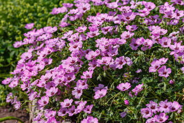 Fototapeta premium Geranium cinereum ‘Ballerina’ blooms in flower pots in the nursery of ornamental perennials in garden